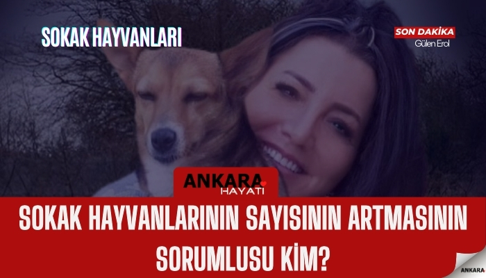 Sokak Hayvanları