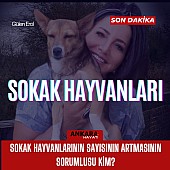 Sokak Hayvanlarının Sayısının Artmasının Sorumlusu Kim?