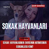 Sokak Hayvanlarının Sayısının Artmasının Sorumlusu Kim? Sokak Hayvanlarının Sayısının Artmasının Sorumlusu Kim?