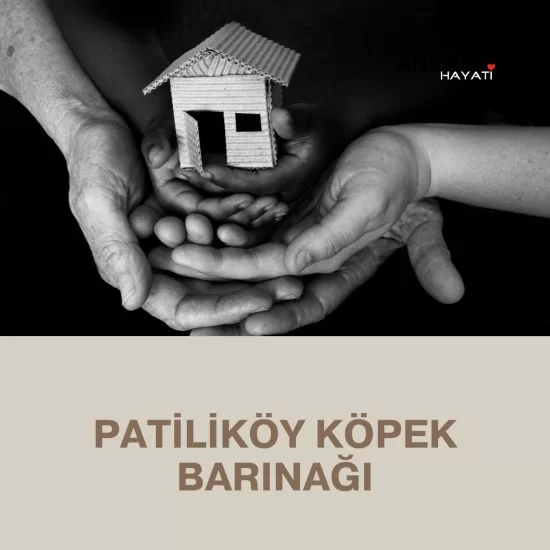 Patiliköy Köpek Barınağı Patiliköy Köpek Barınağı