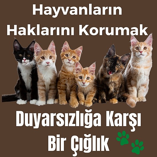 Hayvanların Haklarını Korumak: Duyarsızlığa Karşı Bir Çığlık