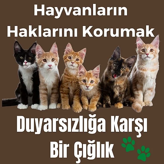 Hayvanların Haklarını Korumak: Duyarsızlığa Karşı Bir Çığlık